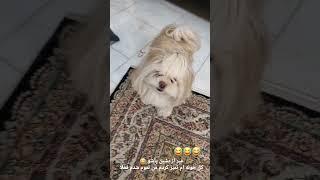 میگه بازم بازی #dog #shortvideo #حیوانات #pets