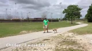 Charlee - Intro to Leash Auto Sits | Gulf Coast K9 Dog Training