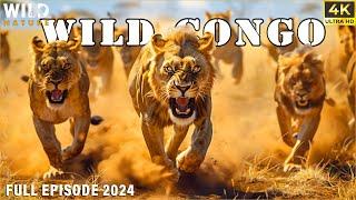 WILD CONGO | The Relentless Fight For Survival In The Untamed Primeval Forest | Free Documentary 4K