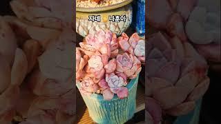자네    나훈아