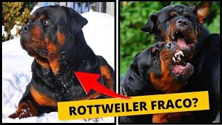 12 raças de cães que PODEM vencem um Rottweiler