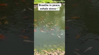 Breathe in peace, exhale stress #shorts #nature #creature #climate #ytshorts