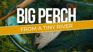 Big Perch from Small Rivers - River Fishing