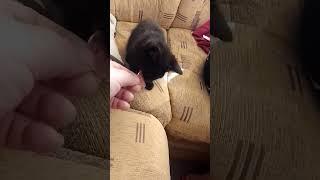 Львиный рык