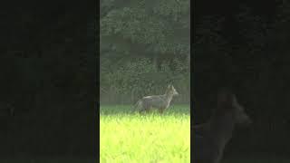 Mad Coyote Gets Blasted! #foxpro #coyote #hunting #shorts