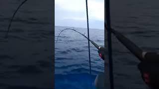 BLUE MARLIN NYA BERULAH LAGI #shortvideo #fishing #youtubeshorts #shots #mancingmania