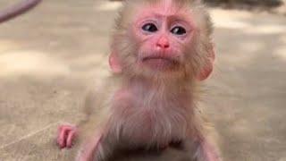 poor cute baby monkey  crying