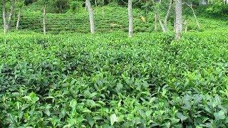 Sreemangal Tea Gardens [HD]