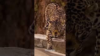 JAGUARS the biggest cat in AMERICA | KNOW WITH ME #shortvideo