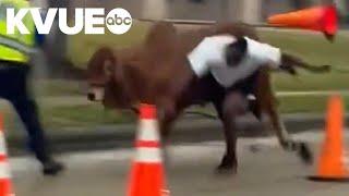 Cow escapes from the Houston Rodeo