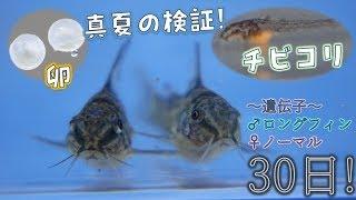 【毎日記録】青コリの卵からの生後1カ月までの記録だぜ！ロングフィン×ノーマル。品種はコリドラス・パレアタス！【ふぶきテトラ】