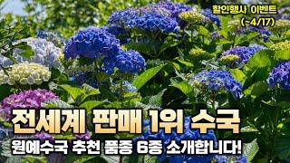 (~4/17일(수)까지) 전세계 판매 1위 수국! 원예수국 추천품종 6종을 소개해드립니다.