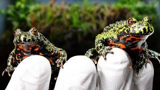 The Fire-Bellied Toad Retirement Paludarium