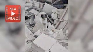 Missiles rain devastation on Lebanon, leaving countless animals in crisis.