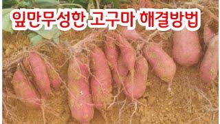 잎만 무성한 고구마 해결해 드립니다 #고구마 다수확 재배방법 #고구마 재배방법