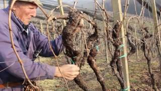 Casa Gialla Spumanti - Pruning