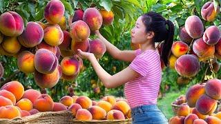 Harvesting Giant Tropical Peaches DAO Hybrid Rose Apple Go To Market Sell,Make Juice For The Summer