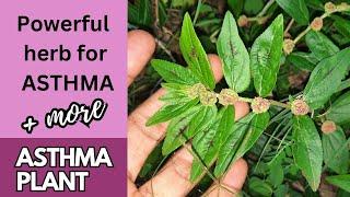 Powerful herb for Asthma + more / Asthma Plant / Earth's Medicine