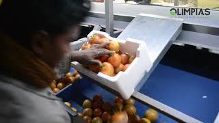 OLIMPIAS S.A. | Sorting and Grading line for tomatoes in Saudi Arabia.