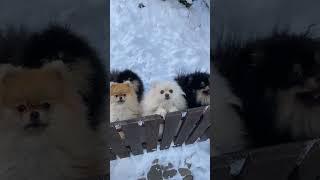 Cute Puppies  #mellenvlog #cute #cutepet #shortsvideo #puppyvideos #cutepuppy #dog #cat #cutedogs