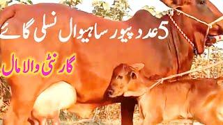 Best Quality Cholistani Sahiwal Cow Farm Near Luden Cow Mandi Hasil Pur || Global Village Farming