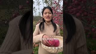 家乡红富士苹果成熟了，老挝媳妇给家乡苹果代言！#红富士苹果熟了 #家乡特产 #老挝媳妇 #苹果很甜 #现摘现发新鲜到家 #中挝差异 #老挝农村生活 #旧屋改造