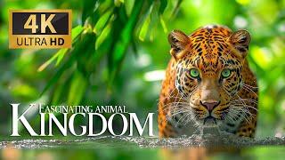 Fascinating Animal Kingdom  Exquisite Discovery & Smooth Piano Waves  Peaceful Sounds