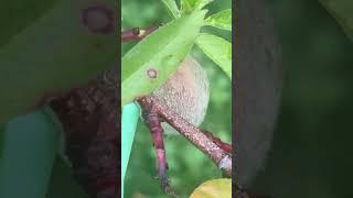 Peach bud day 160