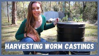 Harvesting and Using Worm Castings