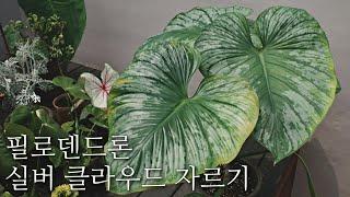 필로덴드론 실버클라우드 자르기, 삽수로 번식하기.