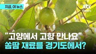 경기북부에서 쏨땀 재료를?…'온난화 대응 농업 1번지' 가보니｜지금 이 뉴스