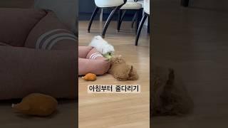 달콩이에게 끌려다니는 알콩쓰(줄다리기 하는 강쥐) #강아지브이로그 #강아지유튜브 #강아지일상 #말티즈 #타이니푸들
