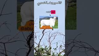 قصة المقولة الشعبية/مادراك بليّات امرجال#الموروث_الشعبي #امثال_واقوال_وقصص_وحكم  #ابواديب_رعدان