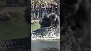 When a Gorilla Actually Lands the First Punch…