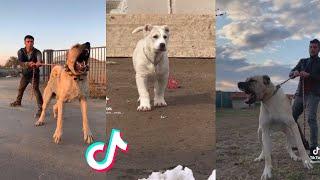 Kangal are Badass and Cute - Tiktok Compilation!