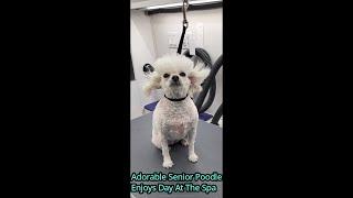 Mini Poodle Transformation! | Adorable Mini Poodle Gets Groomed