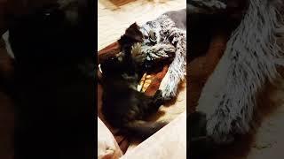 Псина сутулая #юмор #школамедиах10сс