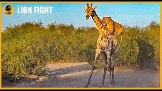 Lion Rides Giraffe to Bring it Down | Animals Fighting