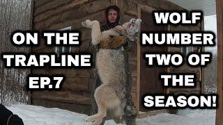 On the Trapline Ep. 7 - Wolf #2, Snaring Wolves with Wolfmaster Power Rams!