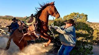 Desert Cattle Drive on Untrained Horses!