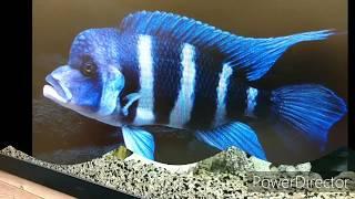 Fishlaw1's - Top Two Favorite African Cichlids Of All Times!!!