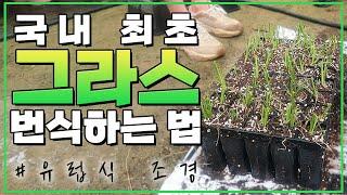 그라스로 나만의 유럽풍 조경을 만들고 싶다면? (번식 과정까지 알아보자!) | [대림묘목농원_그라스 번식 과정]