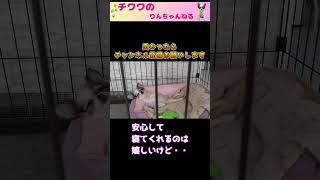 複雑な気持ち #shorts  #チワワ #子犬