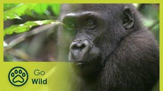 Spirits of Congo | Go Wild