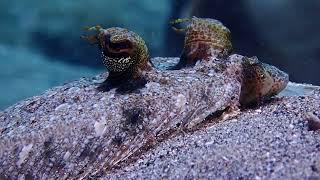 Amazing independent eye system of a flounder fish