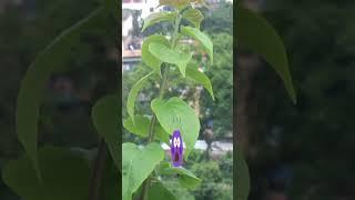 DO These 3 Things on Bougainvillea Immediately