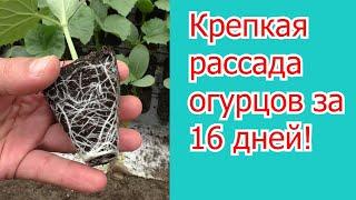 Вы удивитесь как просто вырастить много рассады огурцов за 16 дней!