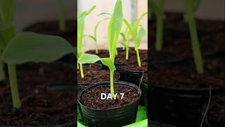 Container garden- Corn Seedling Tips #seedling_project #corn #gardening #v87garden