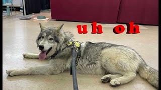 We Took a Wolfdog Puppy to a Pet Expo & This Is How It Went