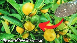 Best Organic Fertilizer For Lemon Plant - Pure Greeny